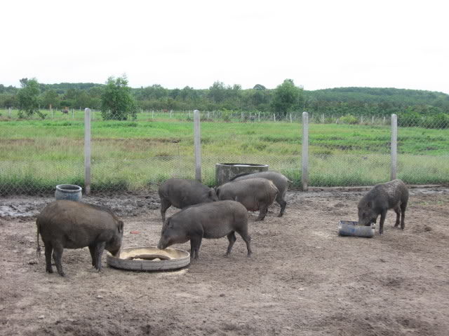 Chăn nuôi lợn dân dã có thị trường khách hàng tiềm năng