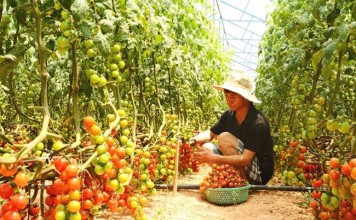 Hai anh em 9X kiếm tiền tỷ nhờ nông trại rau sạch công nghệ cao