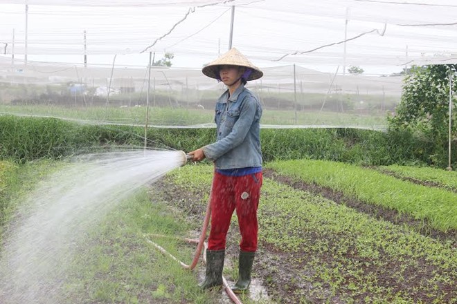 Vườn rau hữu cơ của anh Tư