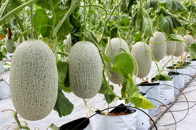 Sở hữu mỗi cây dưa lưới với giá từ 250 nghìn đồng