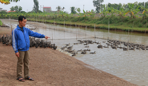 Anh Nhật bên trang trại vịt trời của mình