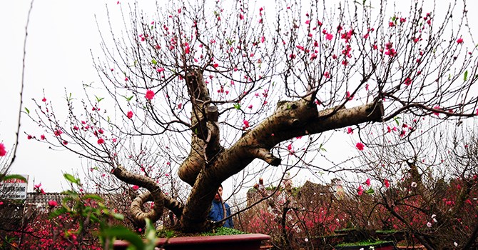 nhung san pham gia chuc trieu van chay hang tet dinh dau 7