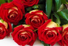 5 dịch vụ kinh doanh đắt khách ngày Valentine 14/2