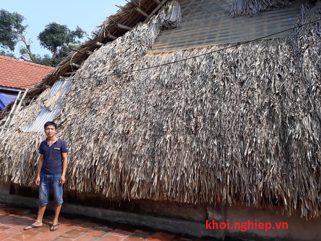 Toàn bộ số phôi giống sẽ được bảo quản trong căn nhà bằng lá cọ