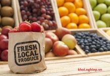 Kinh doanh thực phẩm sạch online cần chuẩn bị gì?