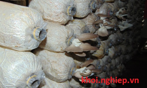 Mỗi tai nấm có trọng lượng từ 40 - 80 gram. Ảnh: Chí Trung.