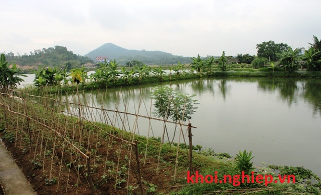 Mô hình Vườn Ao Chuồng khép kín ở nông thôn