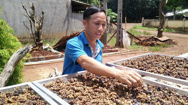 Sản phẩm chê Chồn được hong phơi trong nắng