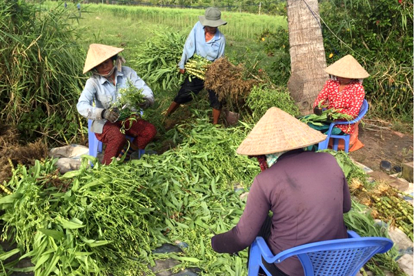 Nông dân đang thu hoạch bồ công anh, trước khi đưa về nhà máy chế biến. Ảnh: NVCC.