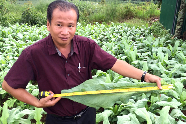 Ông Đỗ Thanh Phương bên vùng nguyên liệu bồ công anh. Ảnh: NVCC.