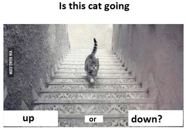 Một trong những bức ảnh nổi tiếng nhất trên 9GAG thu hút đông đảo người dùng vào tranh luận về việc con mèo đang đi xuống hay đi lên. Ảnh: 9GAG