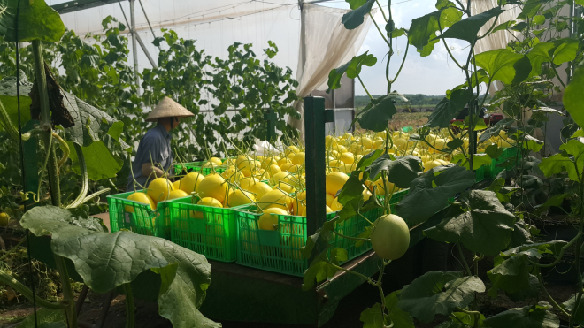 Dưa lưới là sản phẩm thành công đầu tiên của Unifarm trước khi mạnh dạn thử nghiệm những loại trái cây khác. Ảnh: NVCC.