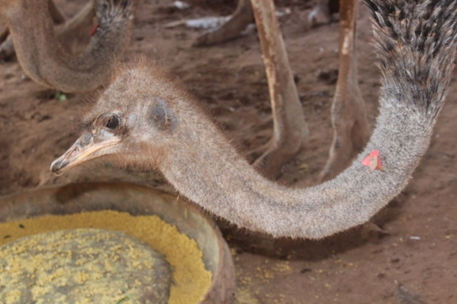 Chim đà điểu được gắn mã số vào cổ để dễ quản lý, chăm sóc