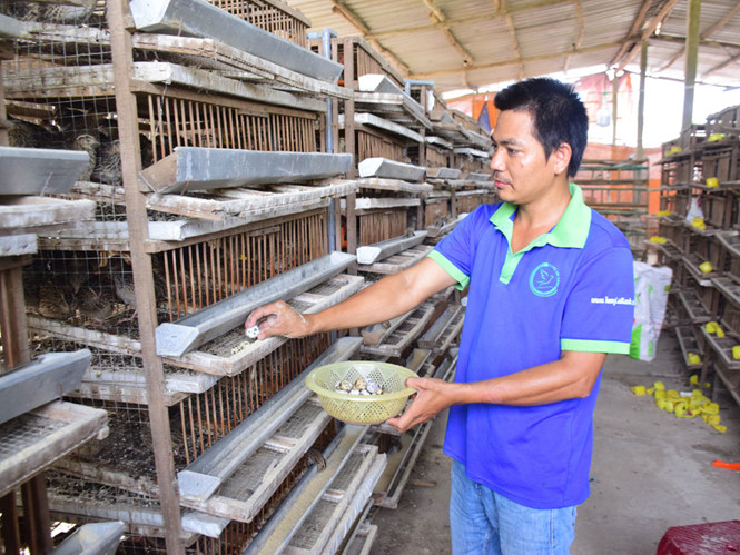 Anh Lê Văn Dũng đang nhặt trứng chim cút trong trại của mình /// Cường Thịnh