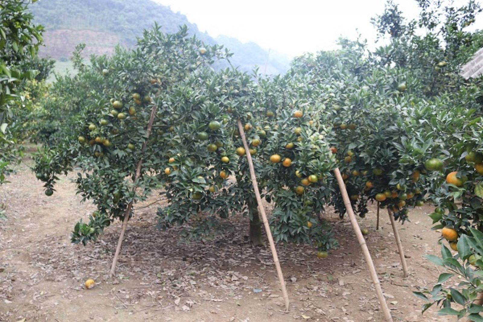 Vườn cam Canh của ông Ngọ sai trĩu quả, phải dùng sào tre để trống.