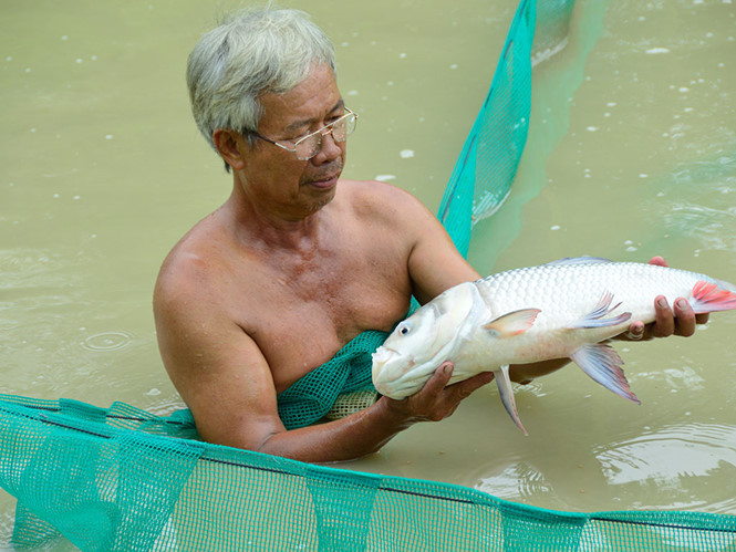 Ông Phước kiểm tra cá hô sau 18 tháng thả nuôi /// Ảnh: Duy Tân