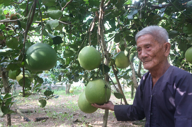Cụ Trừ giới thiệu những trái bưởi thanh kiều sẽ được thu hoạch đúng dịp Tết Kỷ Hợi 2019 /// Ảnh: Thiên Lộc