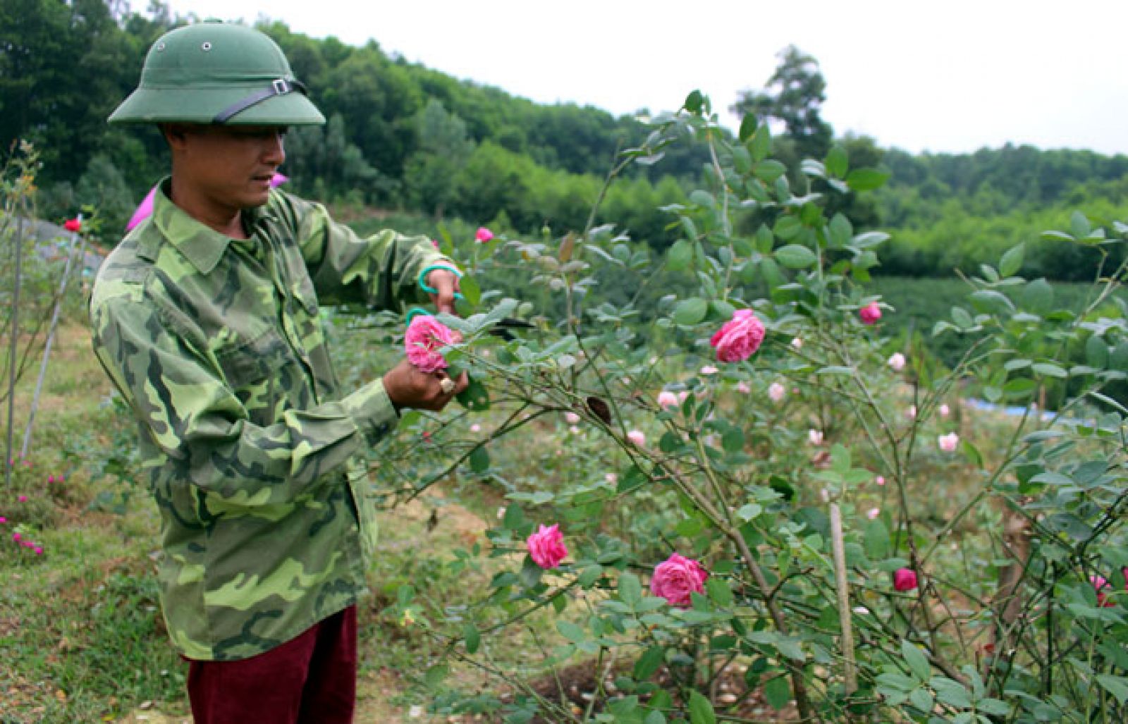 Anh Phan Văn Hoàn lựa chọn những bông hoa hồng cổ to, đẹp nhất để sản xuất các sản phẩm làm đẹp cho phụ nữ như mặt nạ hoa hồng, nước hoa hồng, nước tẩy da chết từ hoa hồng...