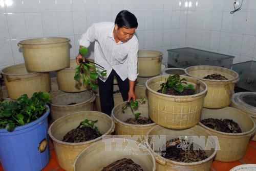 Anh Lê Thanh Tùng chăm sóc đàn dế nuôi tại trang trại. Ảnh: Mạnh Linh-TTXVN