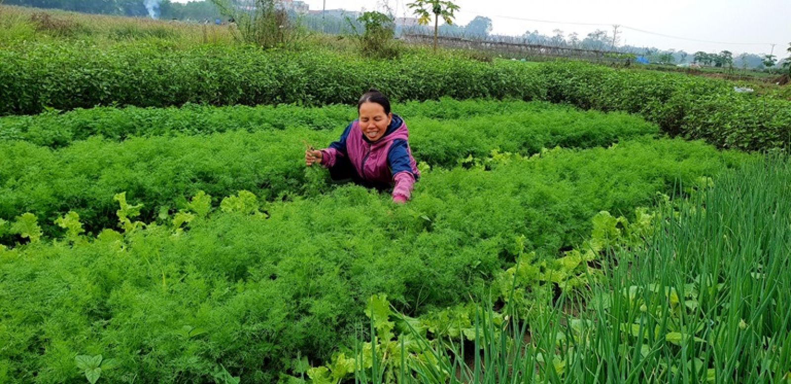 Chị Thân Thị Hà, ở thôn Phương Viên, thị trấn Thổ Tang (Vĩnh Tường) trồng 3 sào rau gia vị cho thu nhập từ 300.000 - 400.000 đồng/ngày