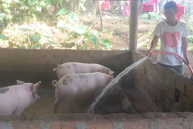 Đàn lợn đã giúp thay đổi điều kiện kinh tế nhiều hộ dân ở Ti Nê /// LÊ QUÝ