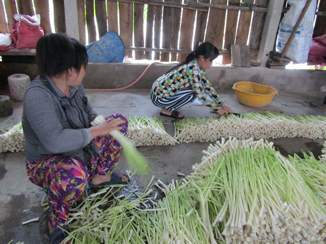 Điểm thu mua bồn bồn của ông Chung Văn Hiền /// Ảnh: Trương Thanh Liêm