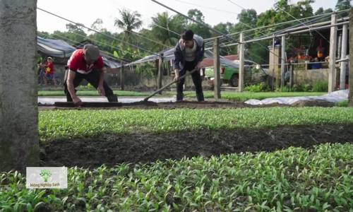 Cách nông dân trồng rau đối phó với nắng mưa thất thường