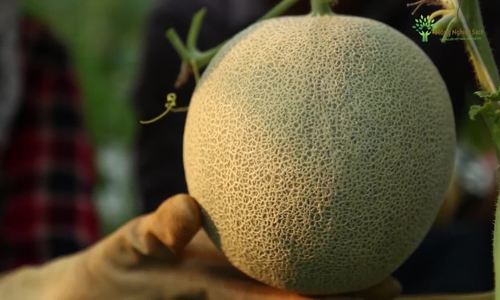 Người Bà Rịa - Vũng Tàu, rút nước để tăng độ ngọt cho dưa