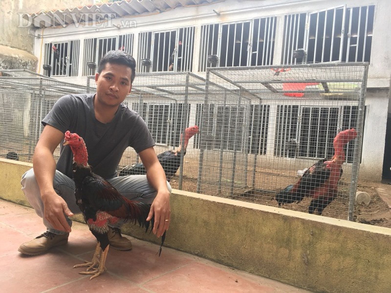 Anh Vũ Văn Quân ở xã Tân Trào, huyện Kiến Thụy, bỏ lương chục triệu về quê nuôi gà chọi.