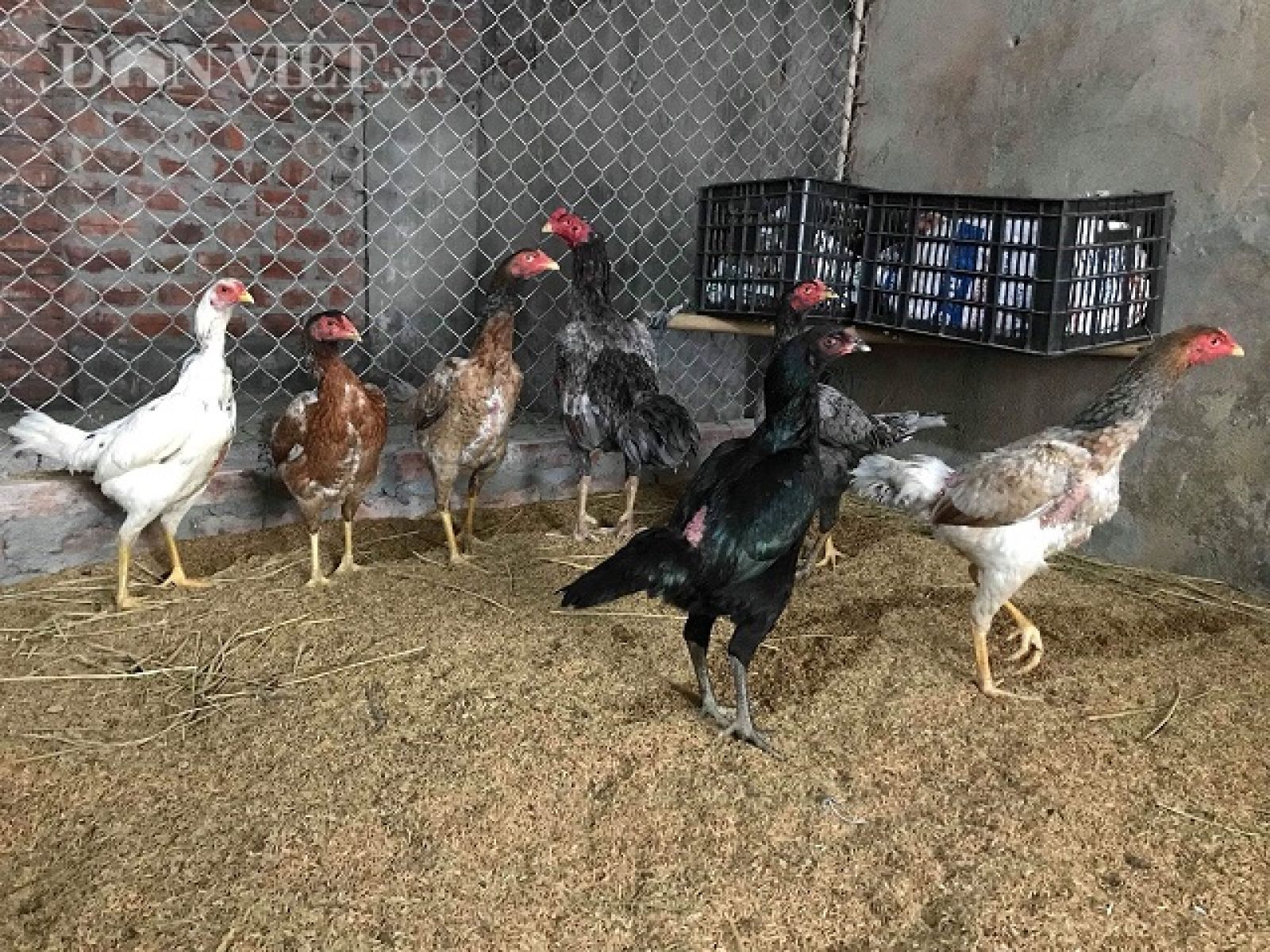 Hiện trang trại của gia đình anh luôn có 150 con gà mái đẻ và trung bình mỗi năm gia đình anh xuất bán được 100 con gà đực giống, loại khoảng 500g/con.
