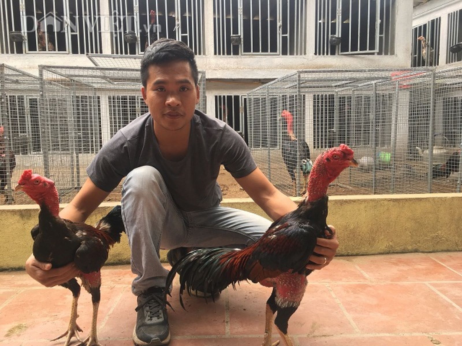 Nhờ nuôi gà chọi mà mỗi năm chàng thanh niên Vũ Văn Quân có nguồn thu nhập hàng trăm triệu mỗi năm.