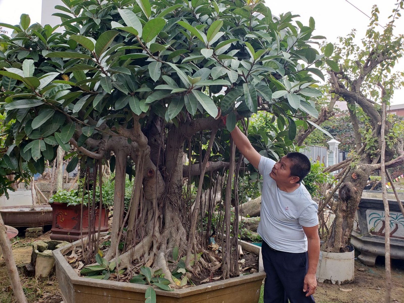 Cây Đa Lông được anh Khoa "săn" được và tạo thế từ cây nhỏ được trả trên 100 triệu đồng.