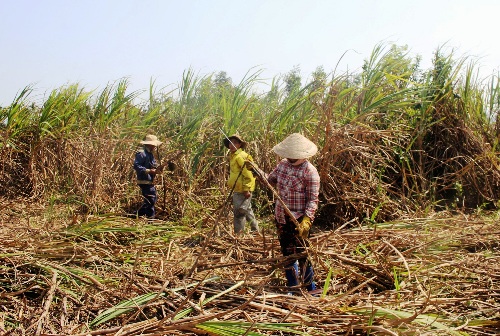 Người dân Quảng Ngãi thu hoạch mía muộn một tháng vì không có người mua. Ảnh: Phạm Linh.