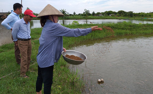 Chị Nguyễn Thị Thủy cho tôm ăn. Ảnh: Khắc Duẩn