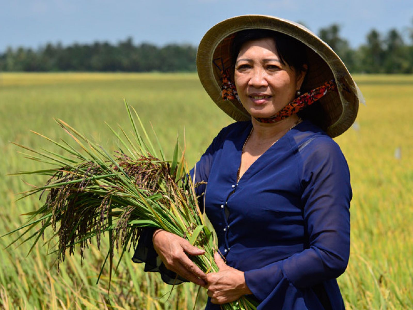 Ruộng lúa tím thảo dược được trồng theo hướng hữu cơ sinh học của bà Nga; ảnh Duy Tân