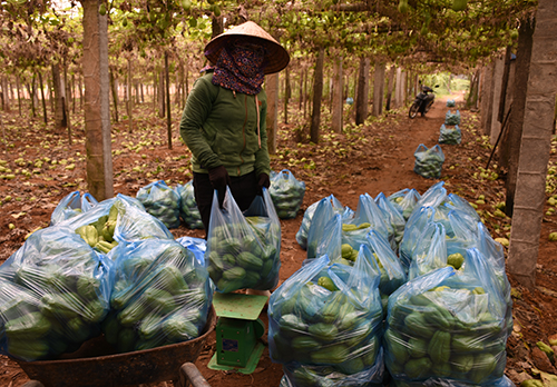 Một vườn su su tại Quỳnh Liên. Ảnh: Thanh Yên.