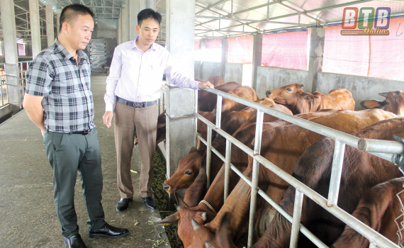 Anh Cường (trái) và anh Phùng thường xuyên kiểm tra trang trại chăn nuôi bò ở xã Vũ Hội, huyện Vũ Thư, tỉnh Thái Bình.