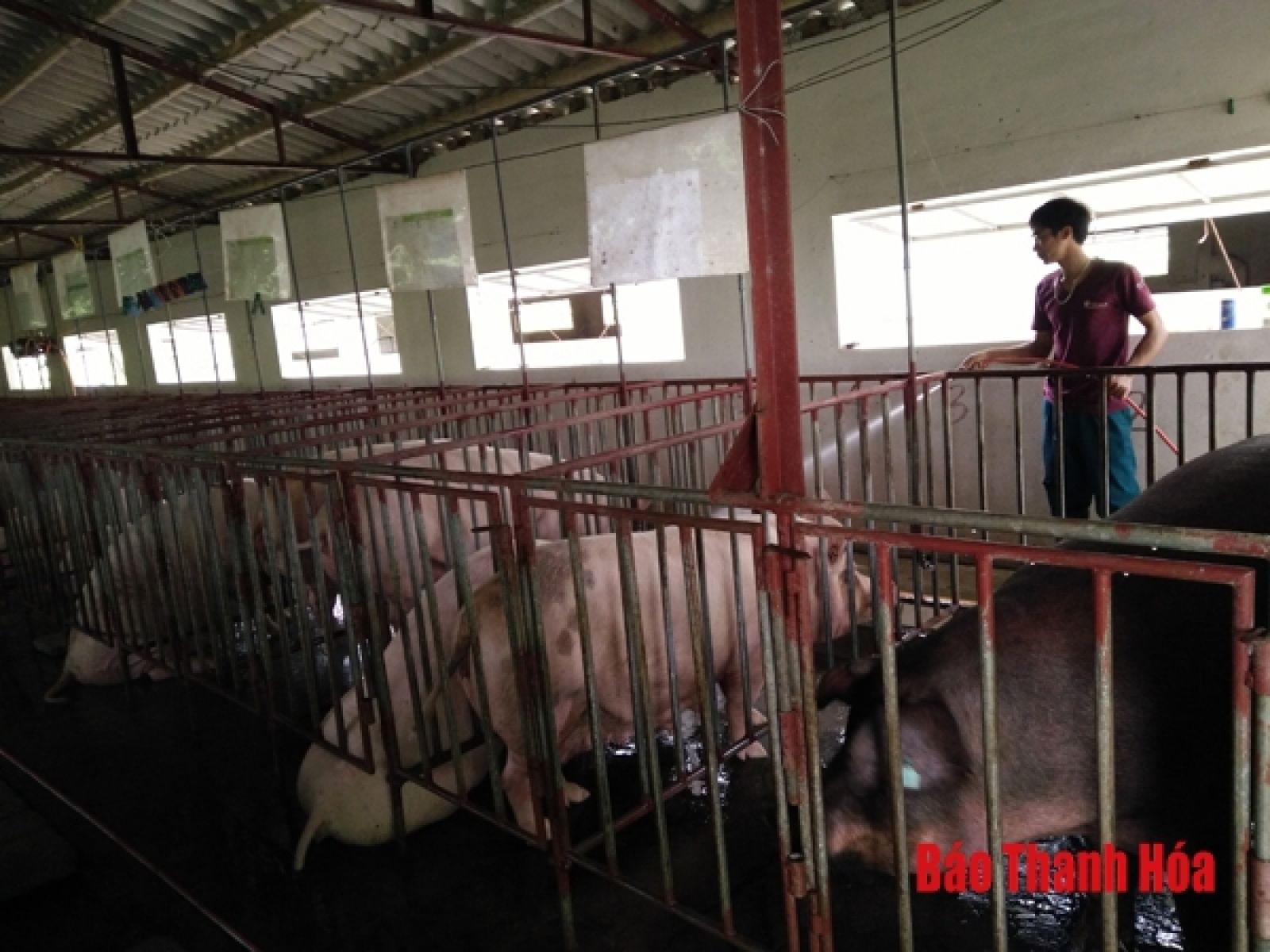 Mô hình trang trại của gia đình anh Nguyễn Hữu Quang, xã Yên Bái (Yên Định).