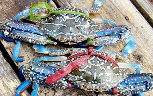 Ghẹ tăng giá mạnh. Ảnh minh họa.