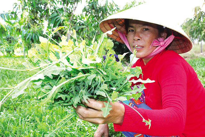 Nhiều hộ dân nghèo nhận giao khoán đất rừng phòng hộ tỉnh Bến Tre đã “phát tài” bằng việc tìm, trồng cây sâm biển /// BẮC BÌNH