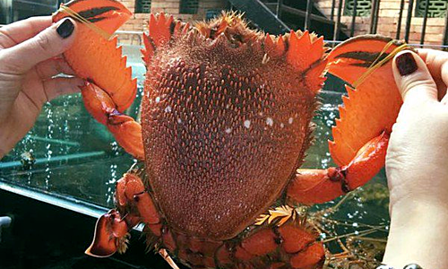 Cua huỳnh đế không chỉ chắc thịt, ngọt mà màu sắc khá bắt mắt.