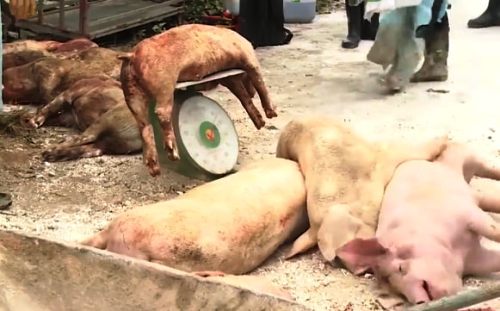 Dịch tả heo châu Phi lan ra 13 tỉnh sau 5 tuần phát hiện bệnh.