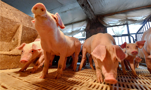 Dịch tả heo có thể lây lan khắp châu Á. Ảnh: China Daily.