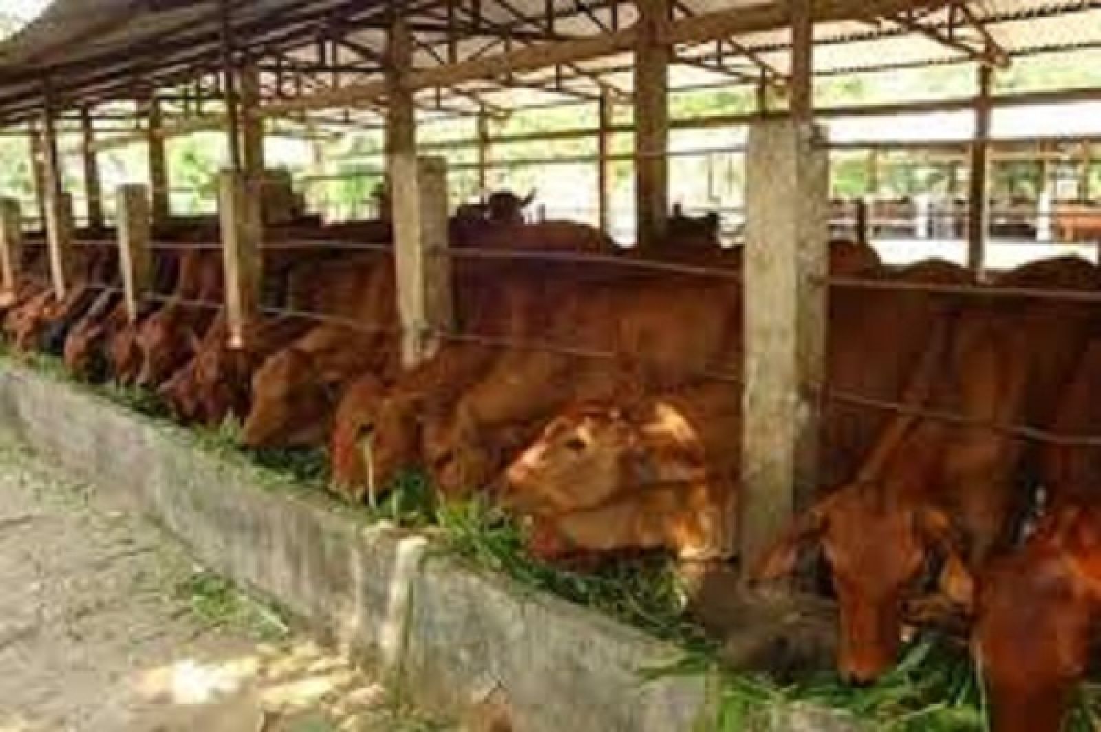 Hy vọng trong tương lai trang trại nuôi bò của anh Cường sẽ trở thành một mô hình kinh tế mới của Vũ Hội.