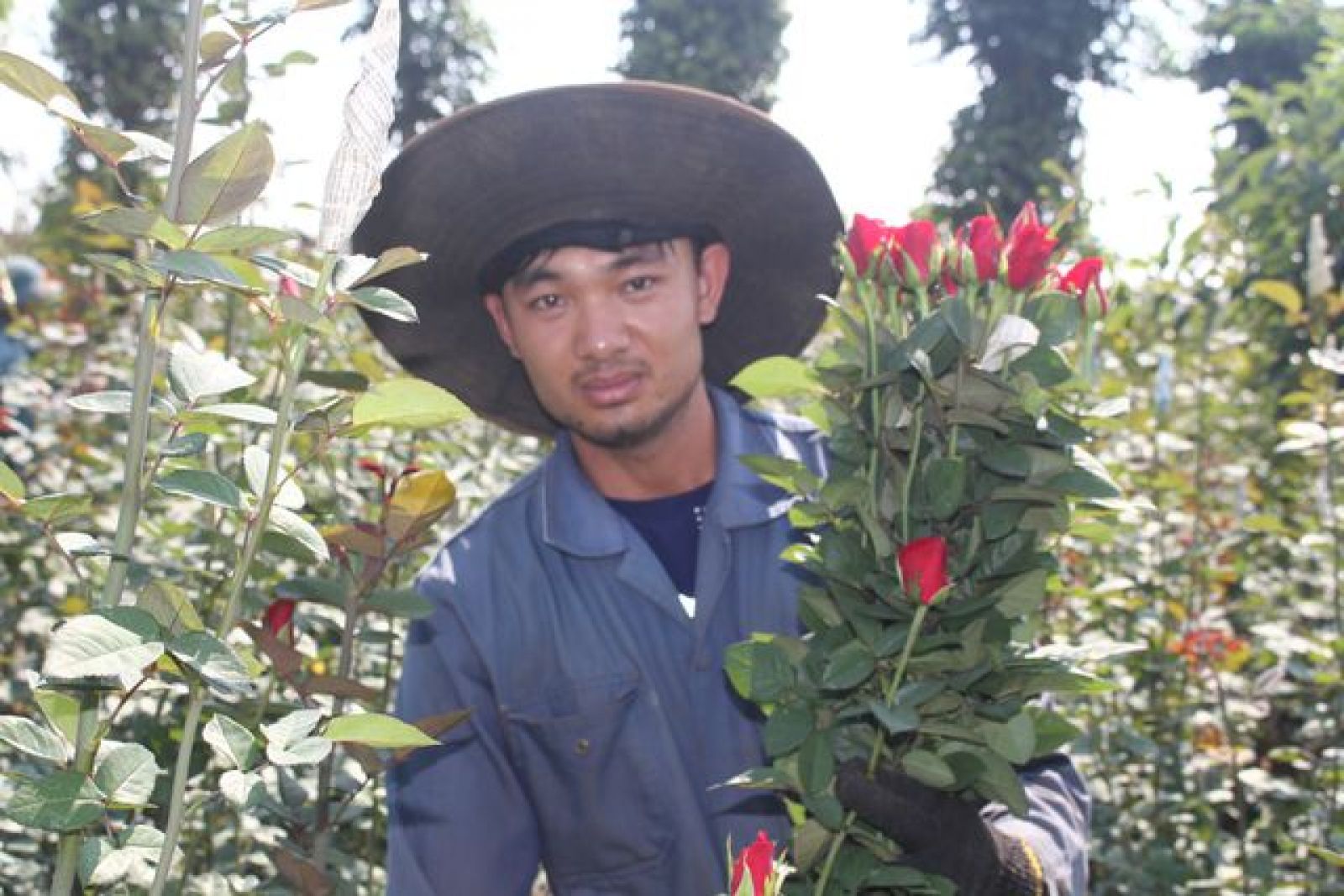 Chàng trai trẻ Đặng Quang Quyết nuôi hoa hồng Bắc trên Cao Nguyên