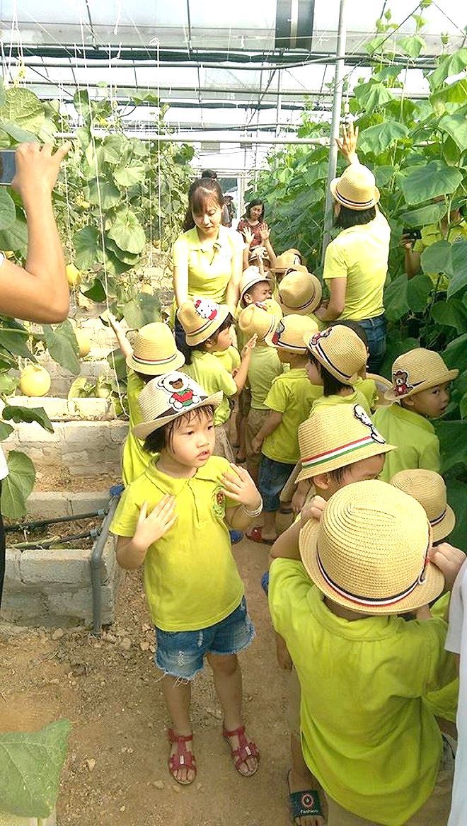 Nhóm học sinh mầm non trong lần đến thăm vườn dưa lưới của anh Bắc.