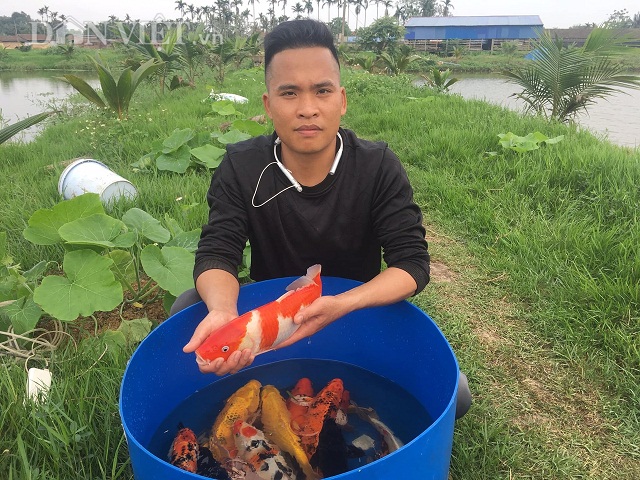 Chàng kỹ sư trẻ Vũ Văn Lực bỏ lương cao về quê đào ao thả nuôi cá Koi-loài cá được xem như là quốc ngư của Nhật Bản.