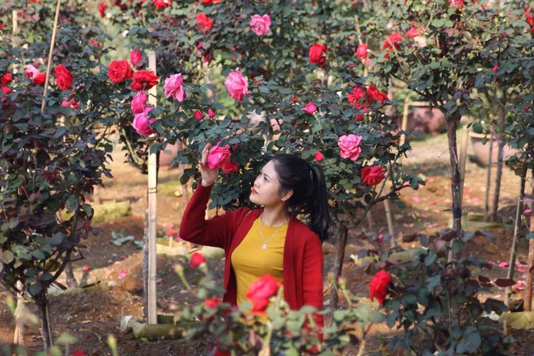 9X Lai Châu bén duyên với nghề trồng hoa hồng từ năm 2016