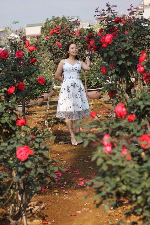 Vườn hồng của anh Lê Xuân Khương nằm ngay ven đường Nguyễn Văn Linh, Thành phố Lai Châu
