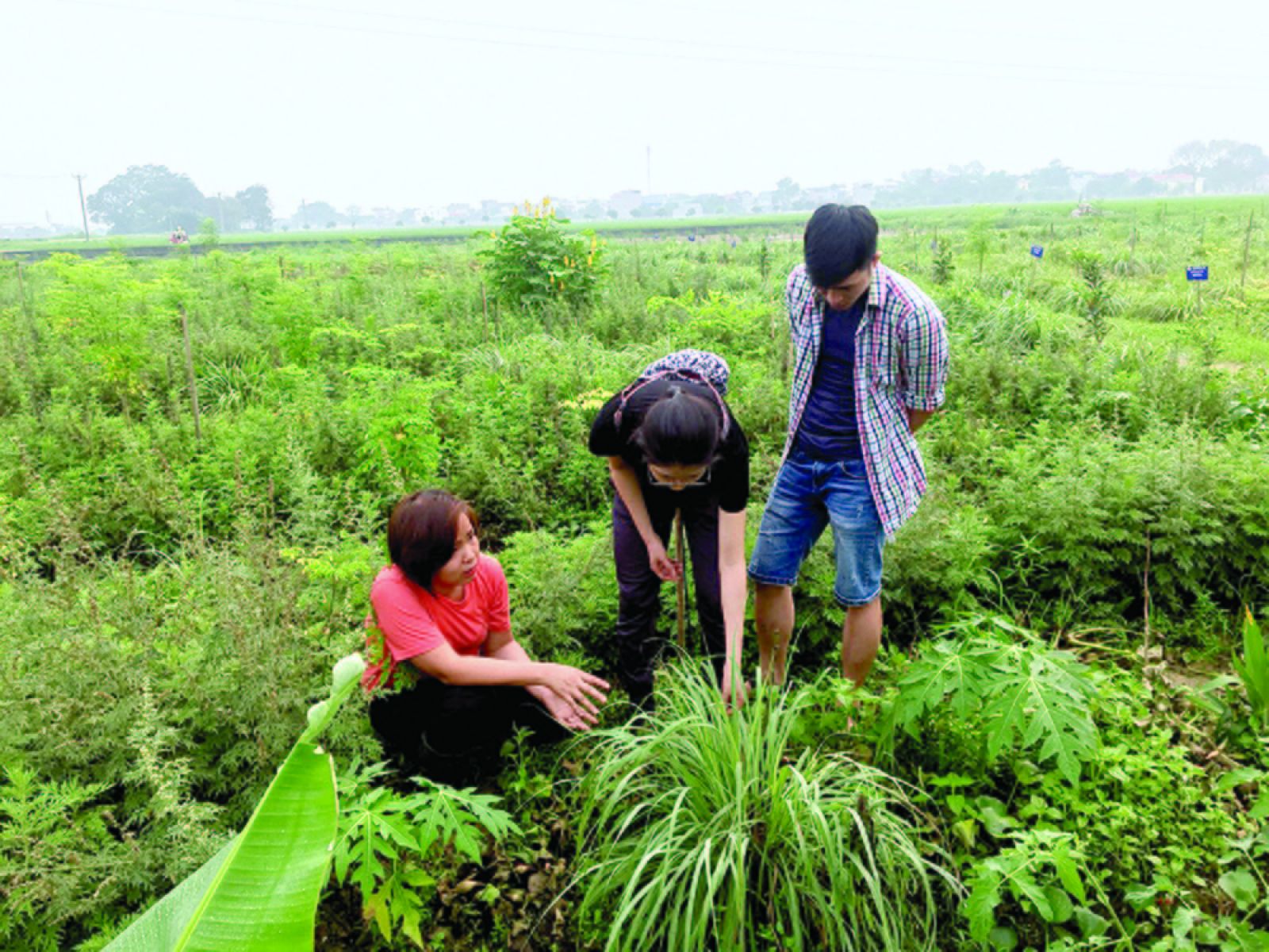 Giám đốc trẻ Nguyễn Thị Thu (trái) dấn thân với sản xuất dược liệu sạch